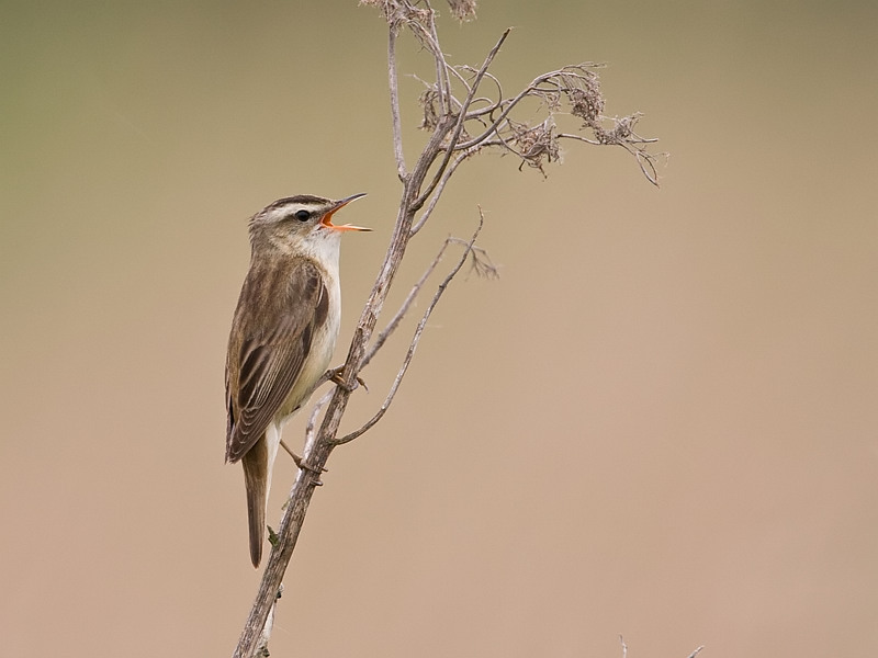 Acrocephalus schoenobaenus Rietzanger Sedge Warbler